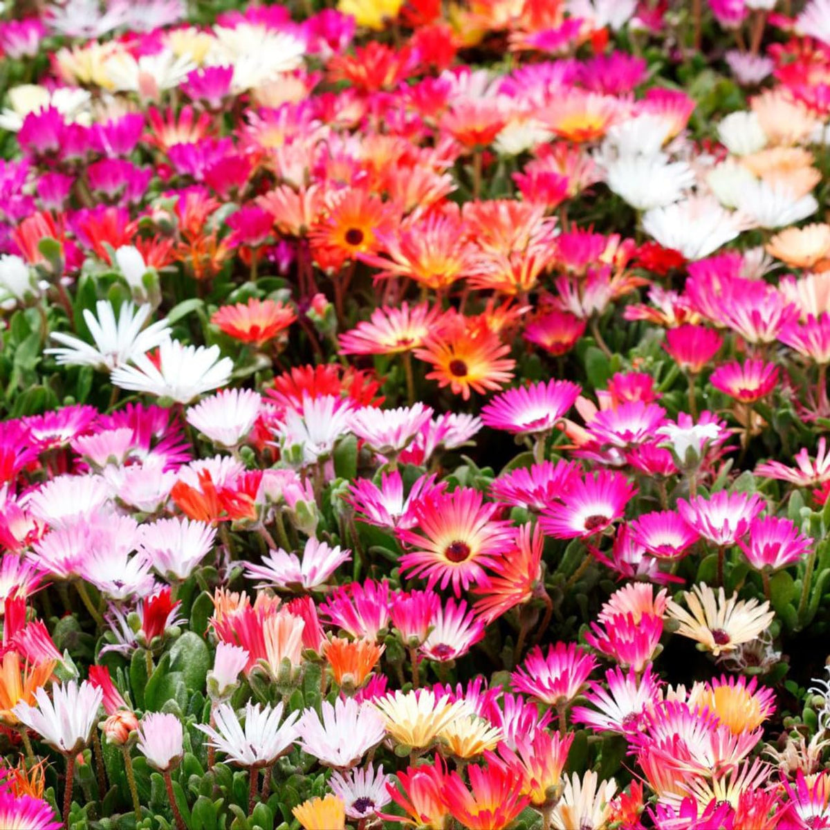 Mesembryanthemum Flower seeds blooming in flower beds, containers, borders, and pollinator-friendly gardens