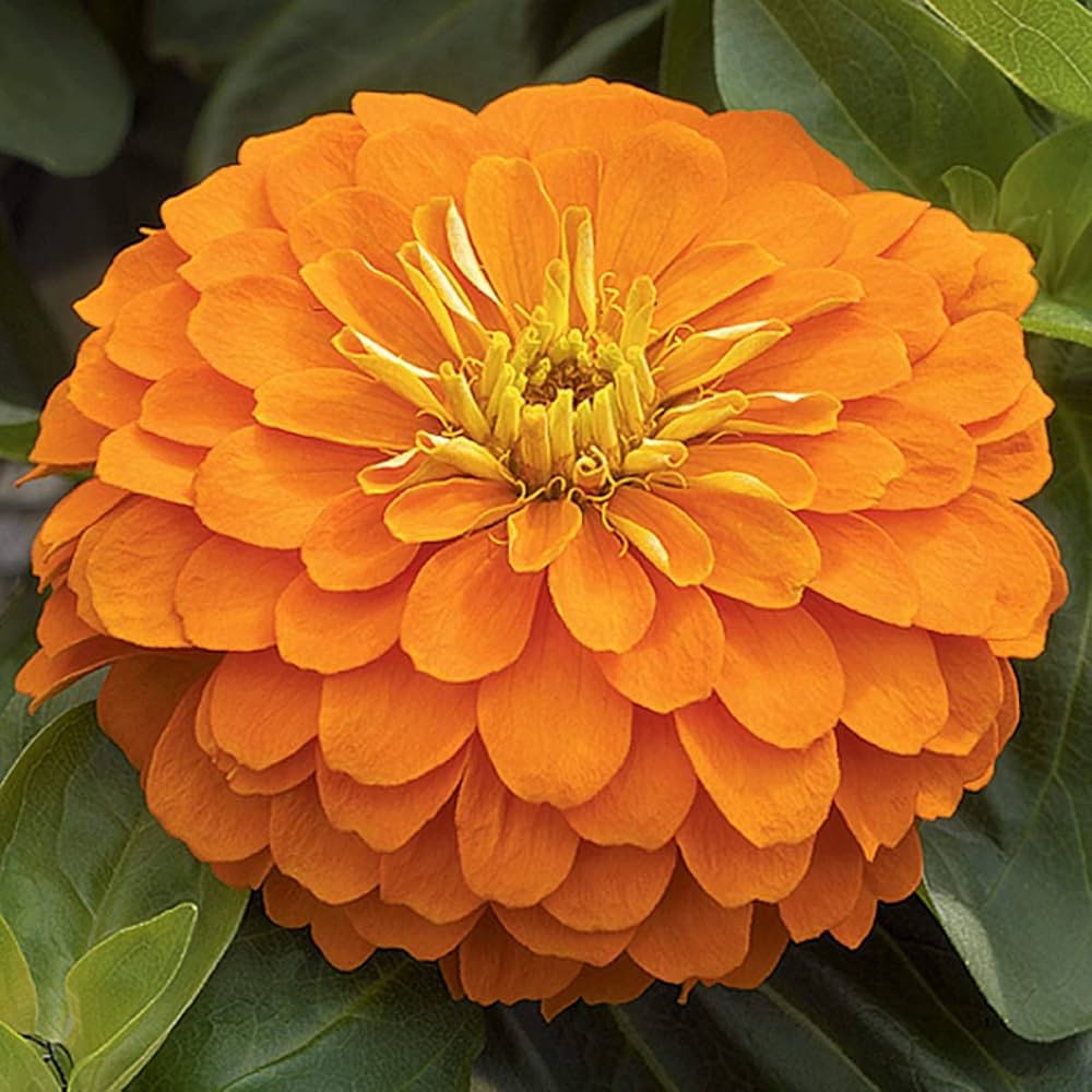 Orange Zinnia Seed for Plantings for Planting Garden Essentials for Colorful Blooms Heirloom Non-GMO Seeds