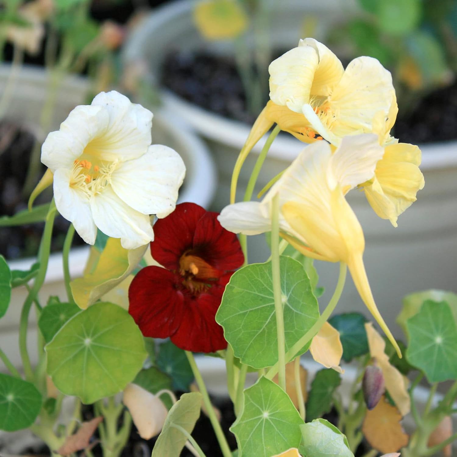 Night And Day Nasturtium Seeds Annual Edible Leaves Flowers Attract Bees & Butterflies Garden Beds