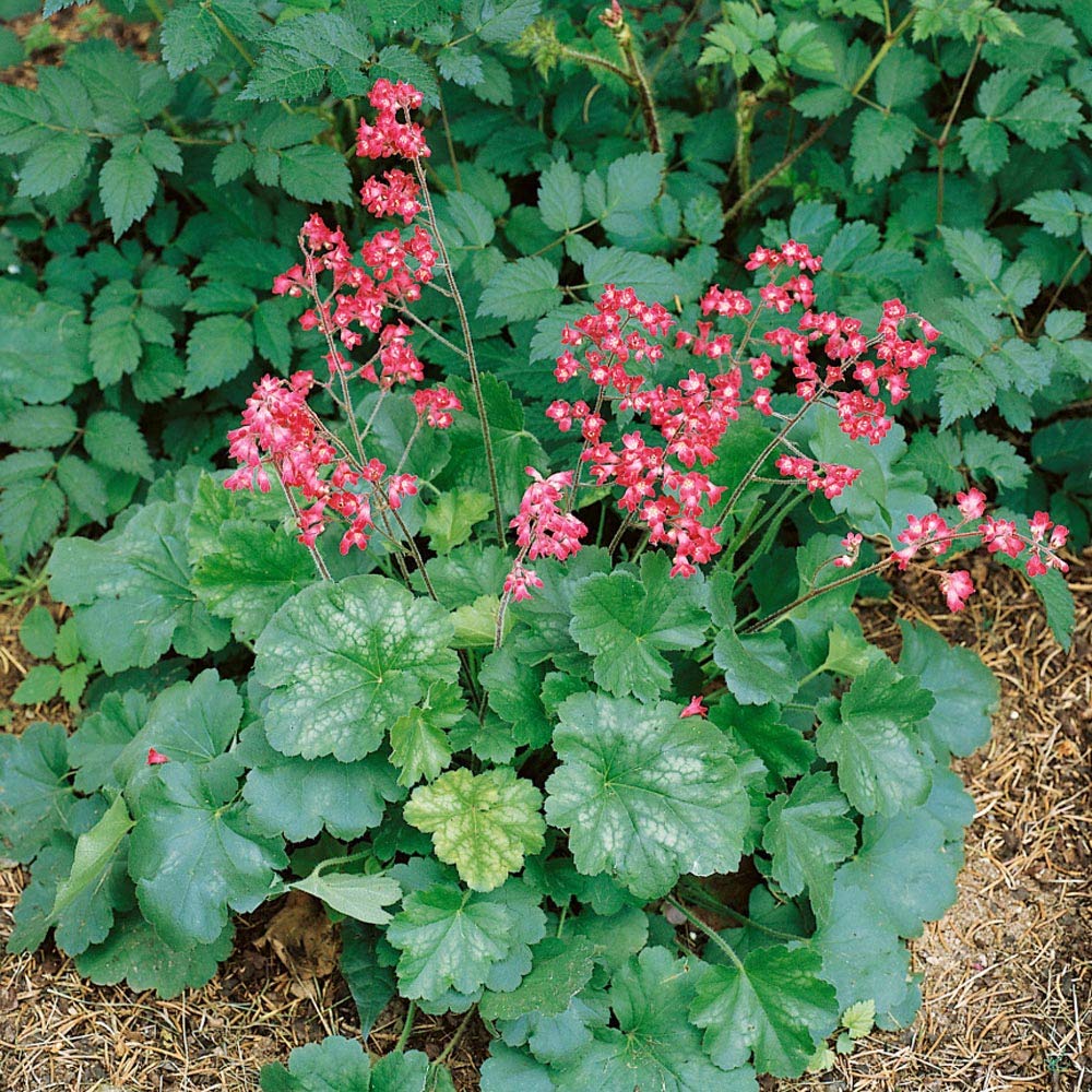 Heuchera Seeds Heuchera sanguinea for Planting in Shade Garden and Flower Border