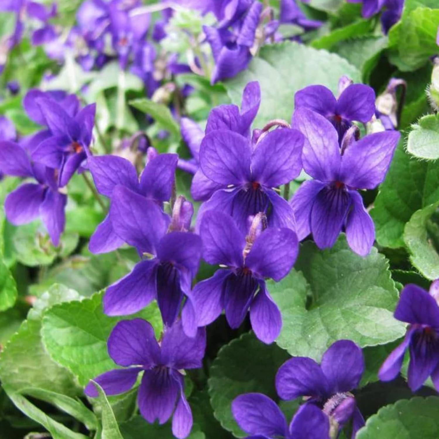 Viola Odorata ’Queen Charlotte’ Seeds Sweet Violet Fragrant Blooms And Unique Coloration