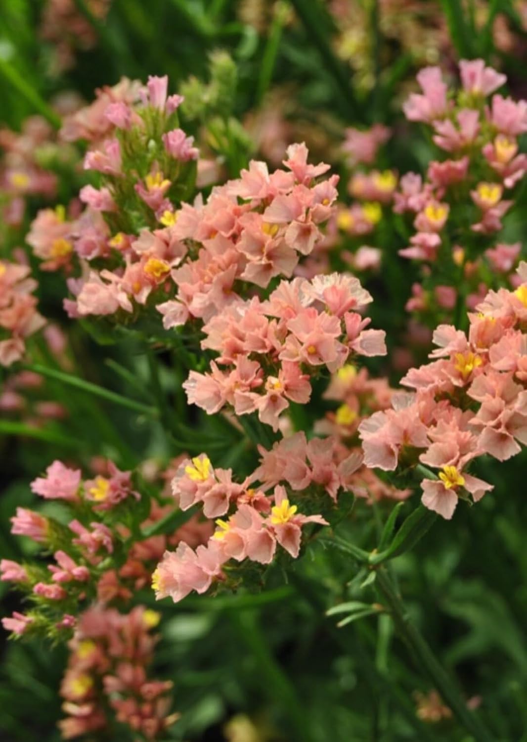 Limonium Sinuatum Flower seeds blooming in flower beds, containers, borders, and pollinator-friendly gardens