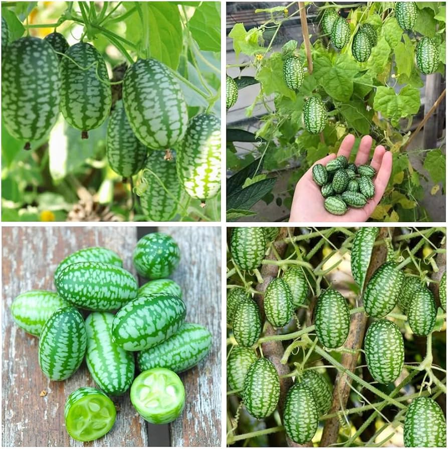 Mini Watermelon Citrullus lanatus Seeds for Planting in Vegetable Patch & Garden