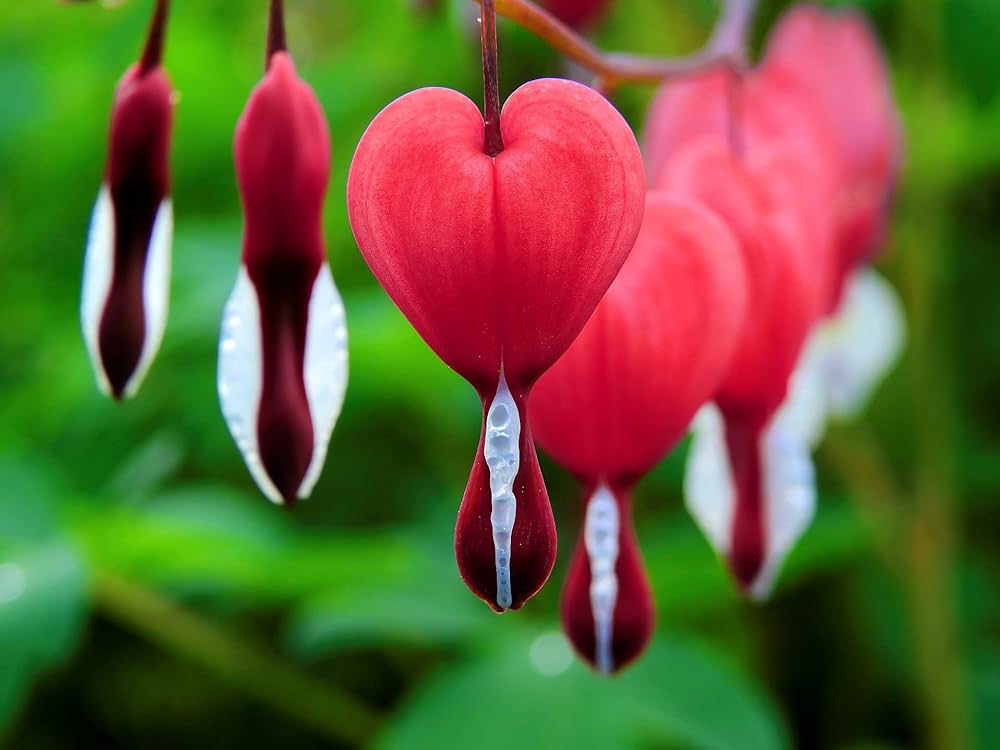 Bleeding Heart or Dicentra spectabilis Flower seeds for Planting - Perfect for Borders, Heirloom & GMO Free Seeds for Home Garden
Sale seeds for planting in home garden