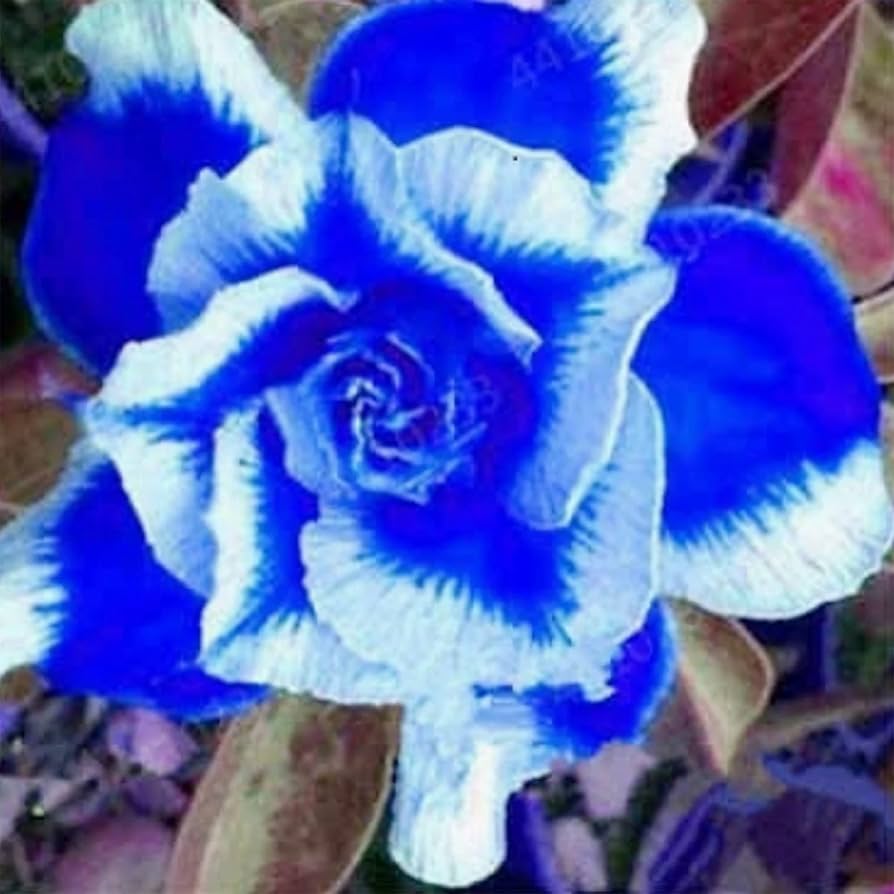 White Blue Adenium Obesum Seeds Flower seeds for Planting Colorful Display Heirloom & GMO Free Seeds for Home Garden
