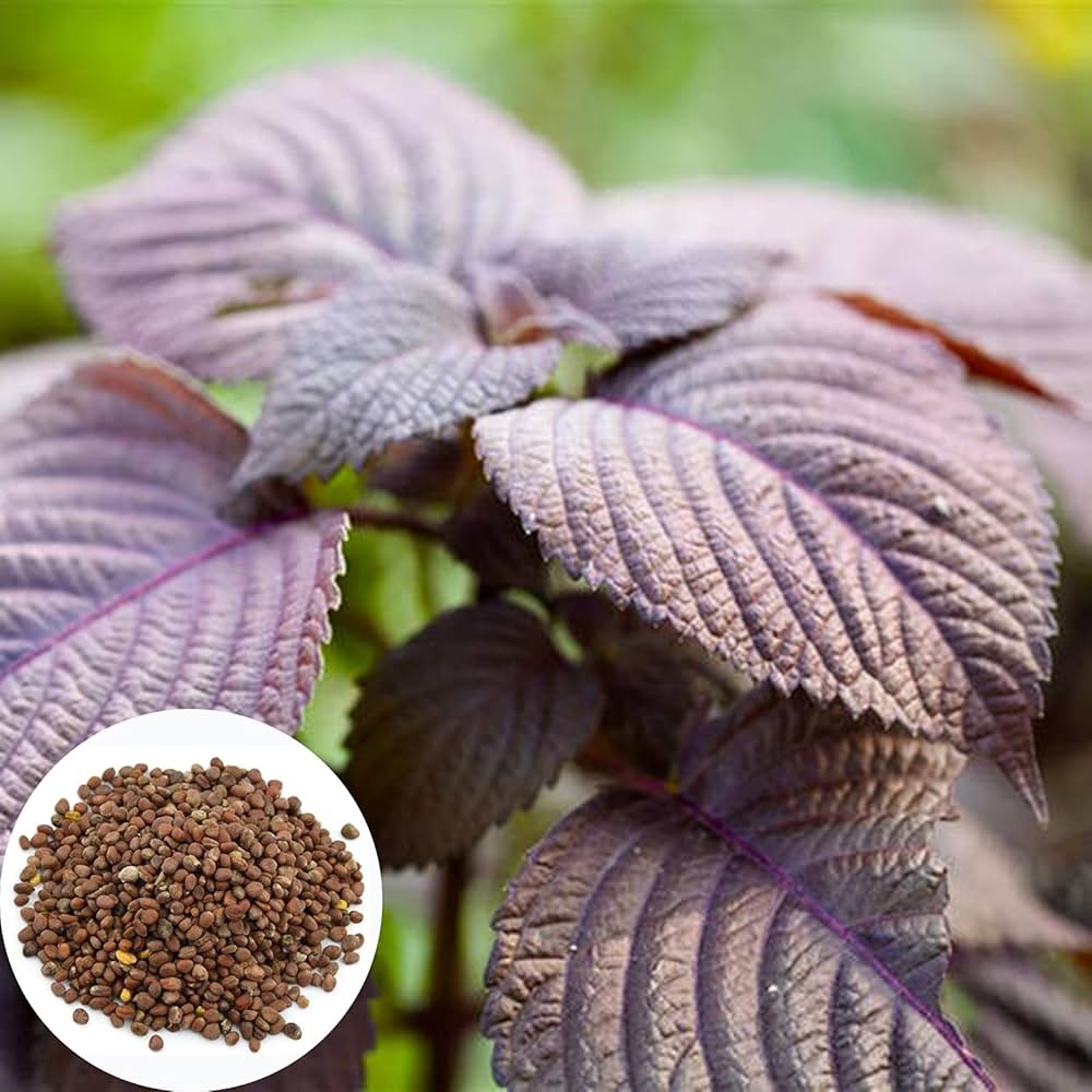 Perilla Frutescens Seeds for Planting - Great for Herb Garden & Vegetable Patch - Evergrowseeds