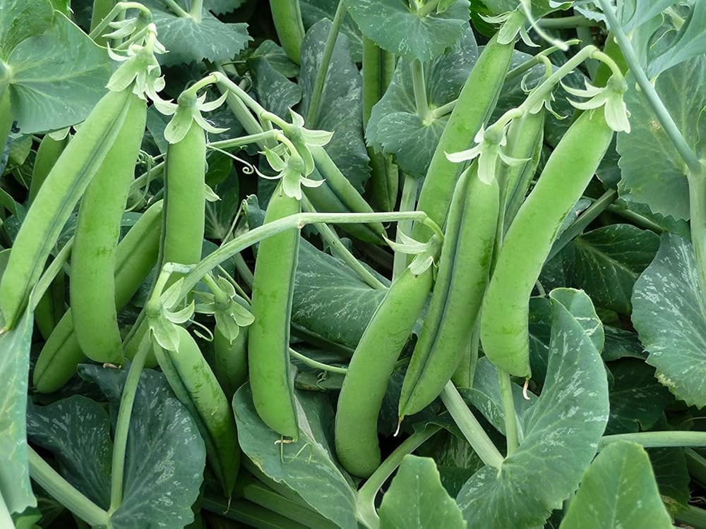 Pea Plant Pisum sativum for Planting in Vegetable Patch