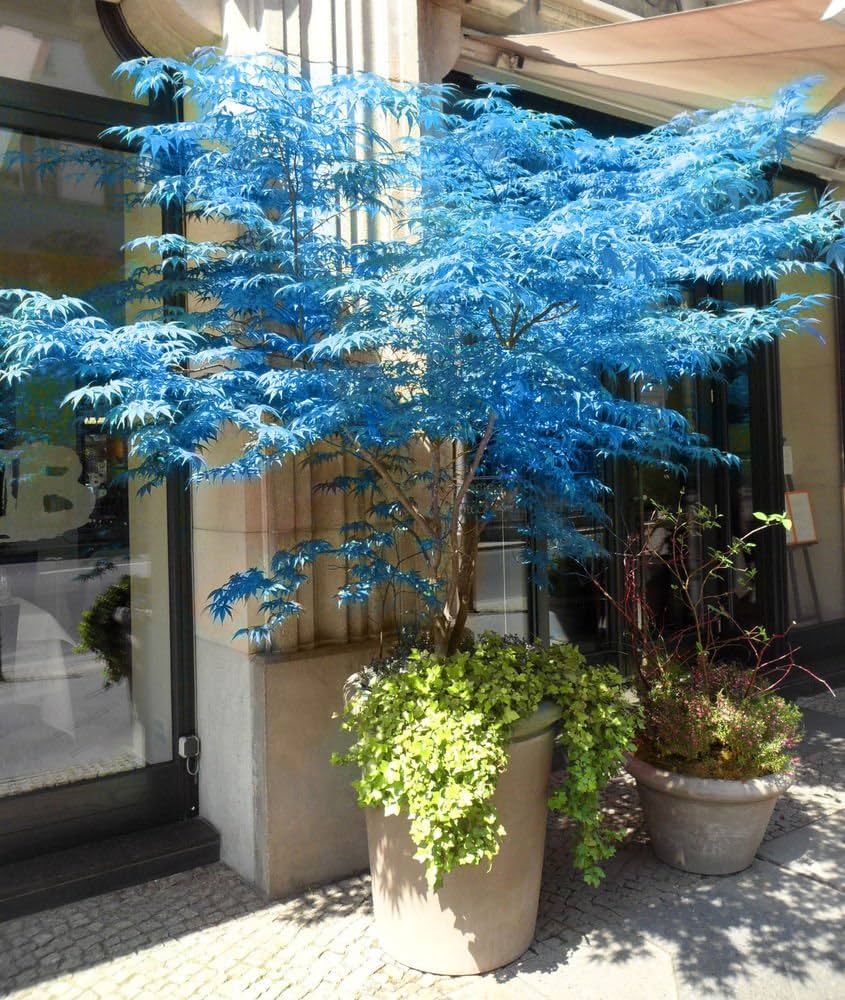 Blaue Ahornbaum Seeds for Planting Premium Quality Tree Seeds