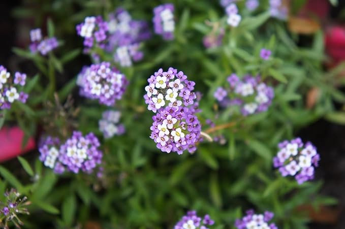 Alyssum Flower Lobularia maritima Seeds for Planting in Flower Bed & Garden