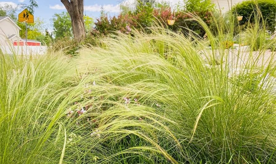 Mexican Feather Nassella tenuissima Grass Seeds