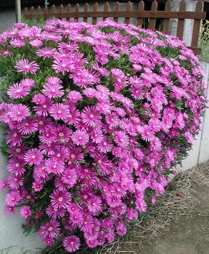 Lampranthus Maximiliana Flower seeds blooming in flower beds, containers, borders, and pollinator-friendly gardens