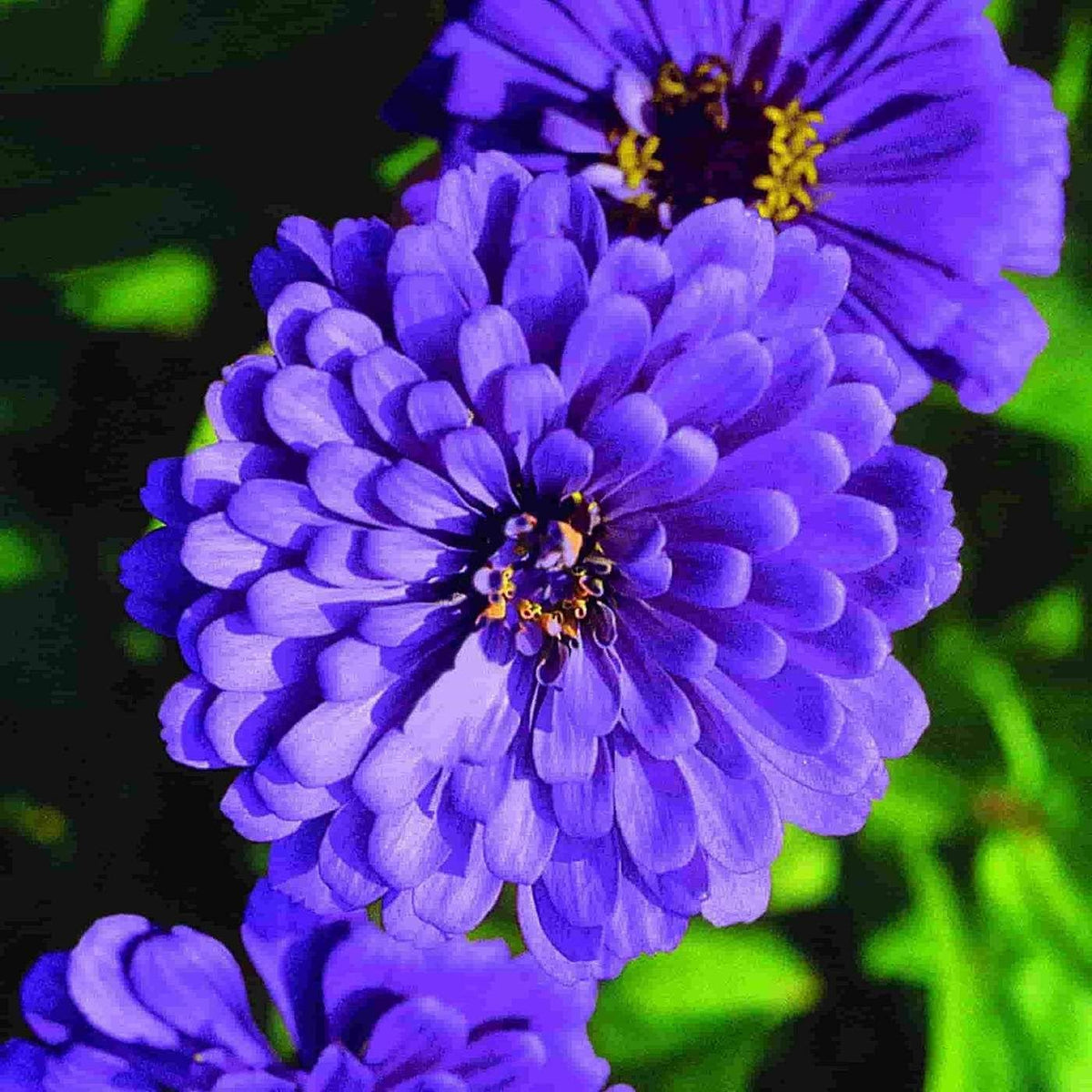 Zinnia Flower seeds for Planting - Seasonal Bloomer, Heirloom & GMO Free Seeds for Home Garden
Sale seeds for planting in home garden