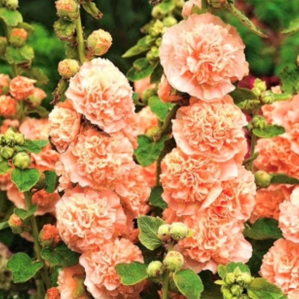 Evergrowseeds Hollyhock Cream Color Alcea rosea flower seeds for planting, showing 20 seed packets on white background