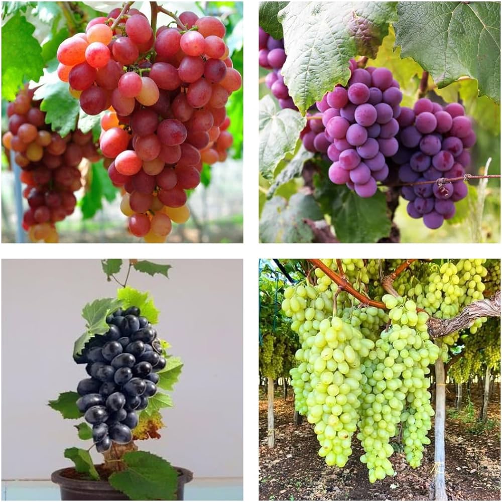 Mixed Grape Fruit Planting Seeds - Diverse & Delicious Grapes for Your Garden