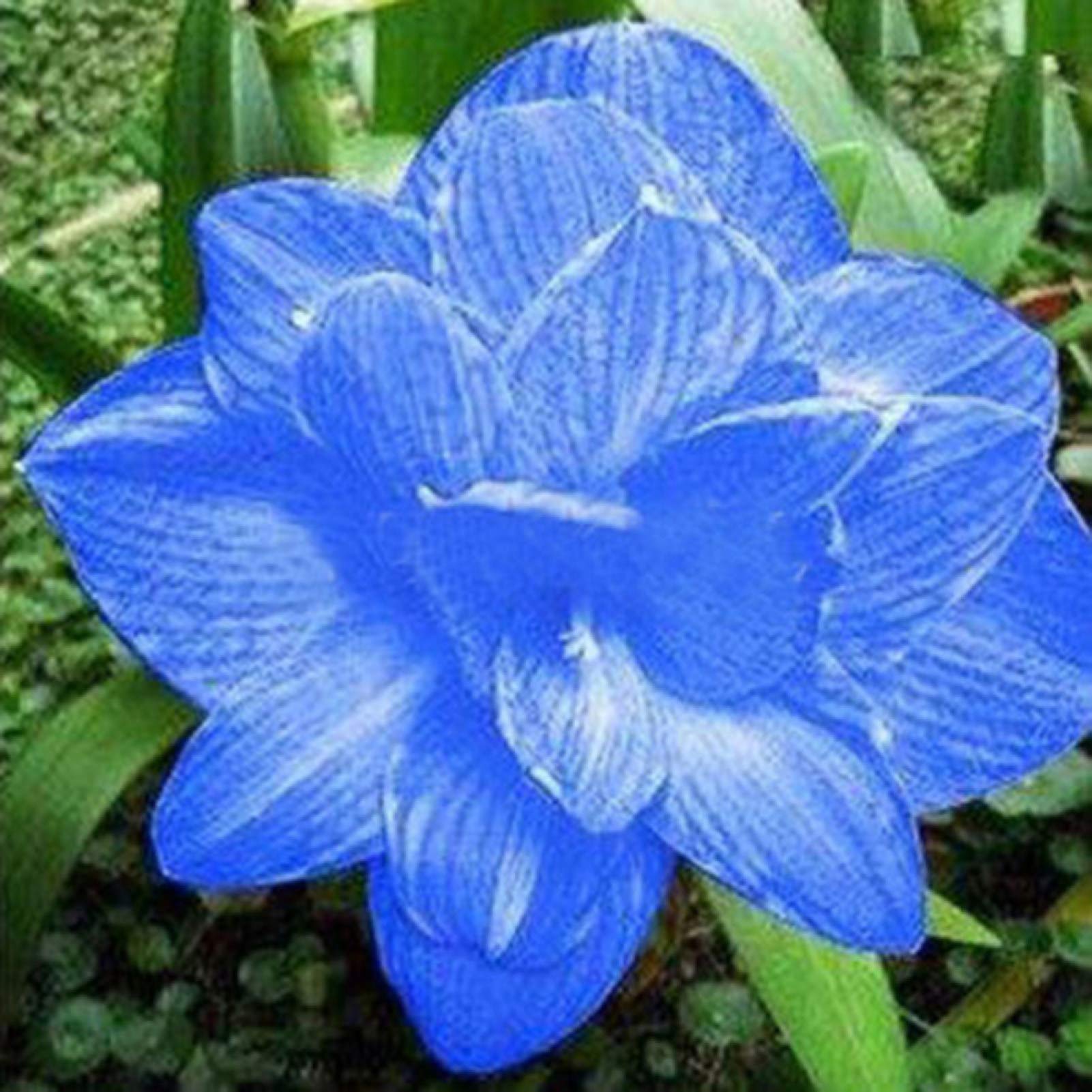 Captivating Light Blue Amaryllis Seed for Plantings for Planting for a Soothing Garden Heirloom Non-GMO Seeds