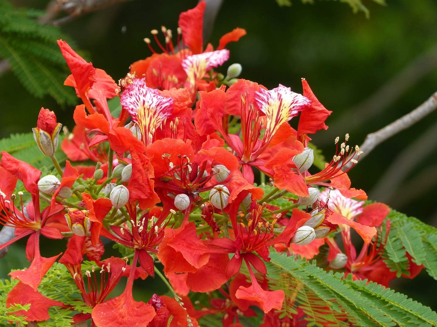 Red Bonsai Flower Seeds for Planting