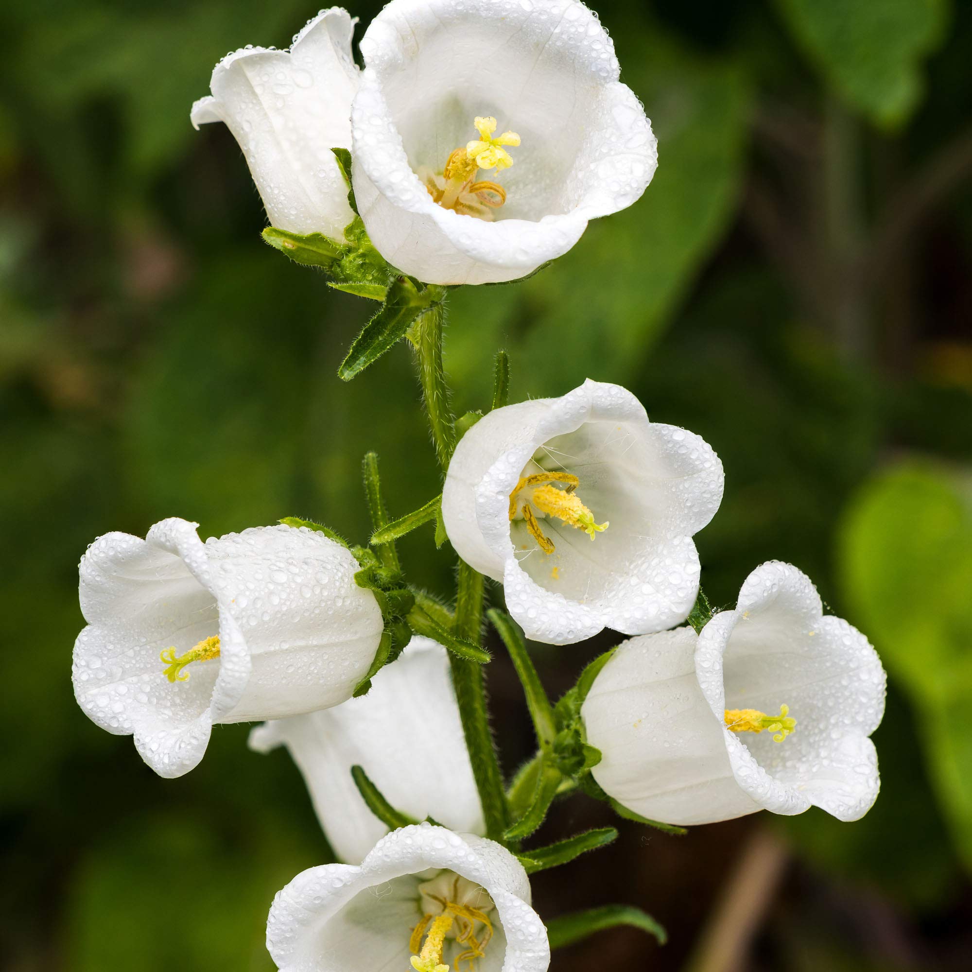Canterbury Bells Seeds for Planting Campanula medium for flower beds and cottage borders