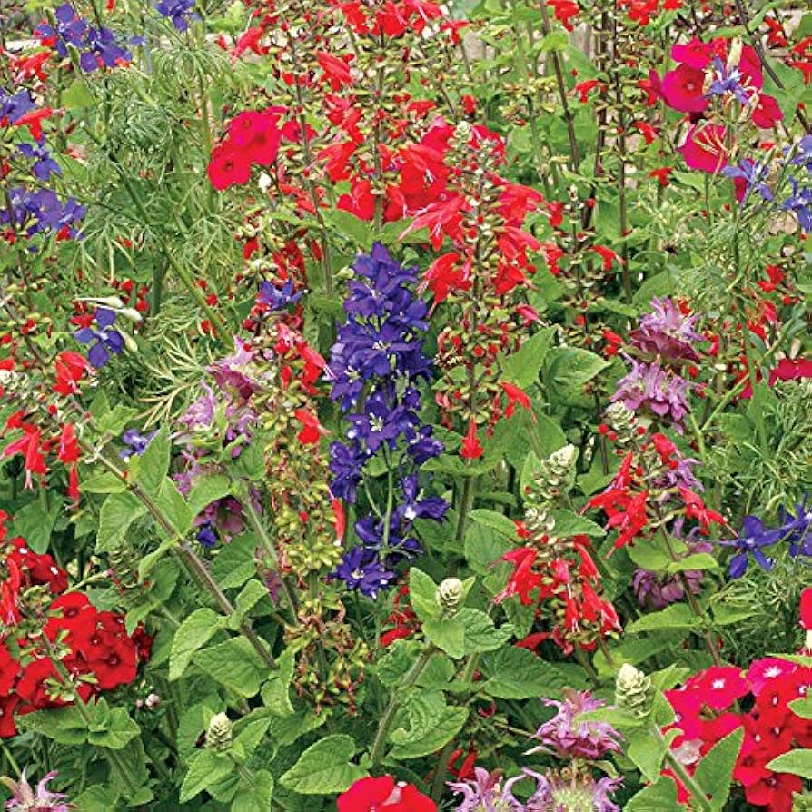 Hummingbird Haven Mixed for planting in pollinator garden