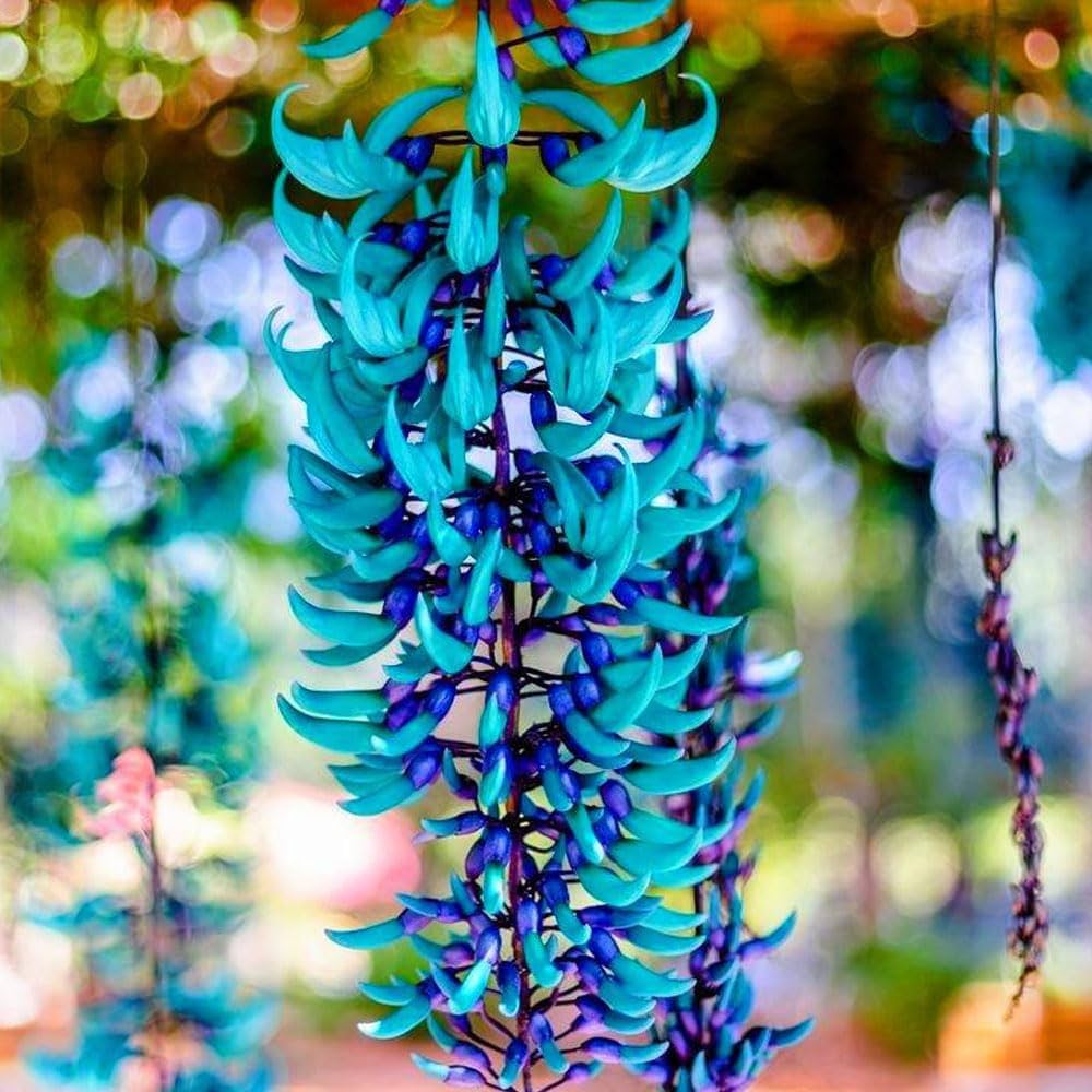 Strongylodon Flower Seeds for Planting Grow Vibrant Blooms in Your Garden
