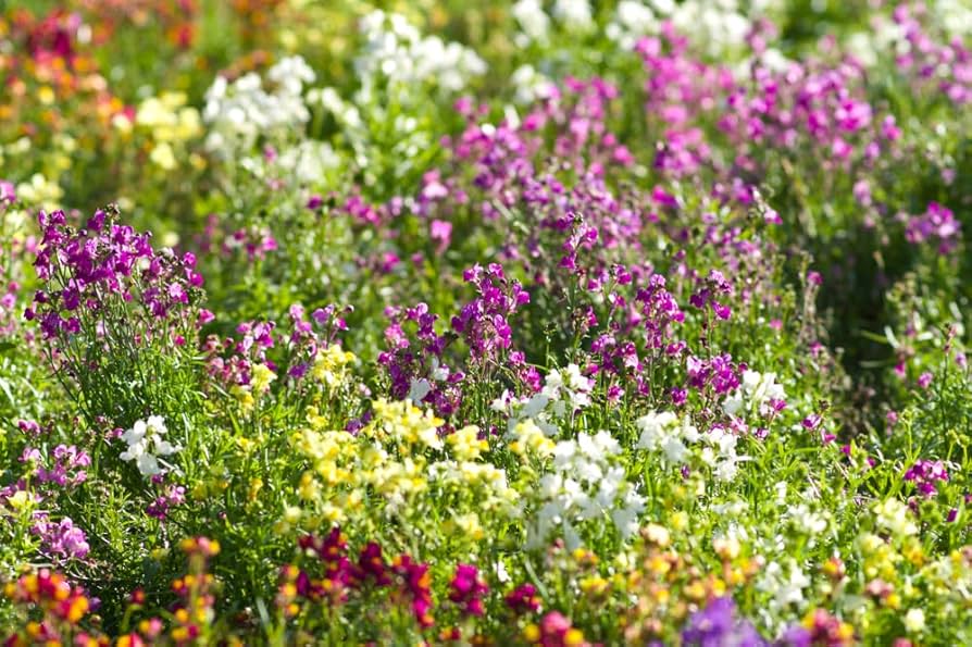 Moroccan Toadflax Seeds for planting in flower bed