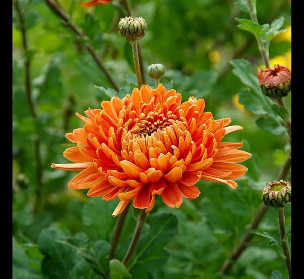 Chrysanthemum Flower Seeds Mixed