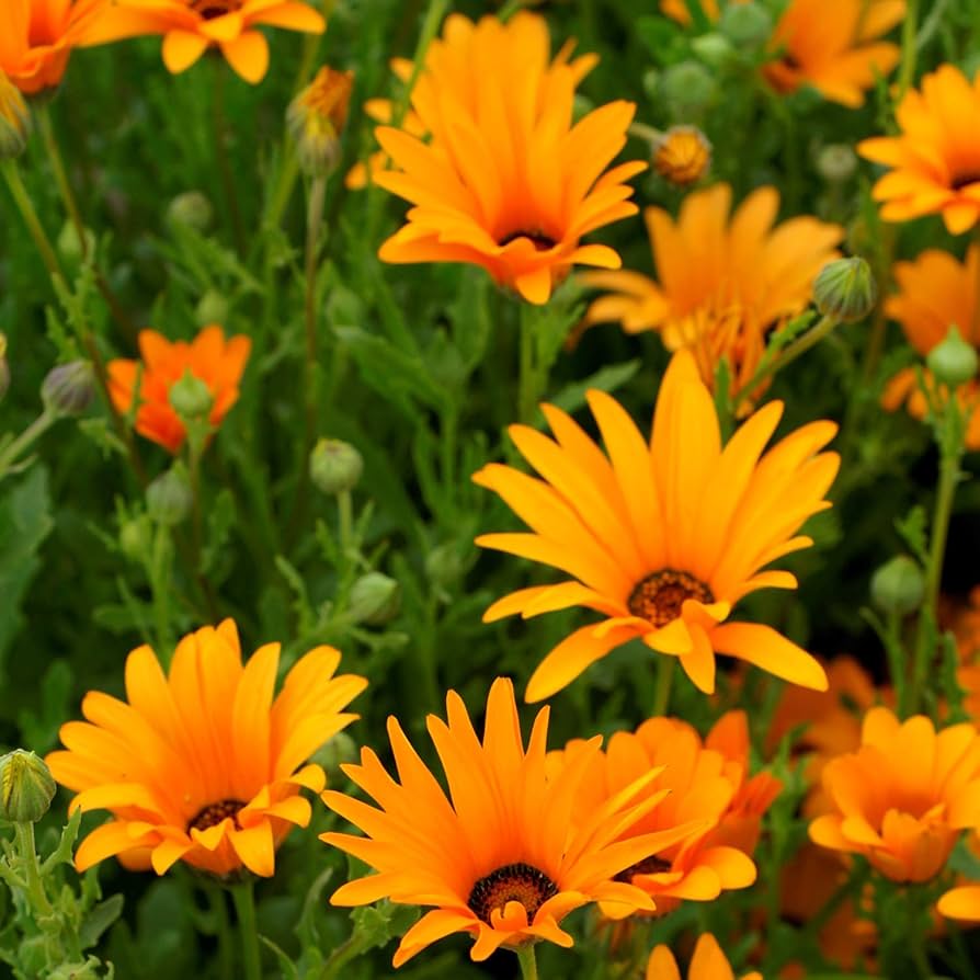 African Daisy Dimorphotheca aurantiaca Seeds for Planting home garden flower bed