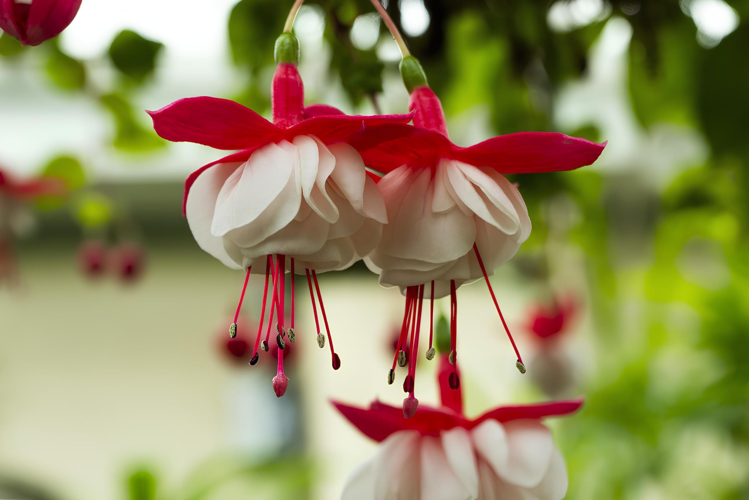 Red White Fuchsia Seeds Flower seeds for Planting - Shade Tolerant, Heirloom & GMO Free Seeds for Home Garden