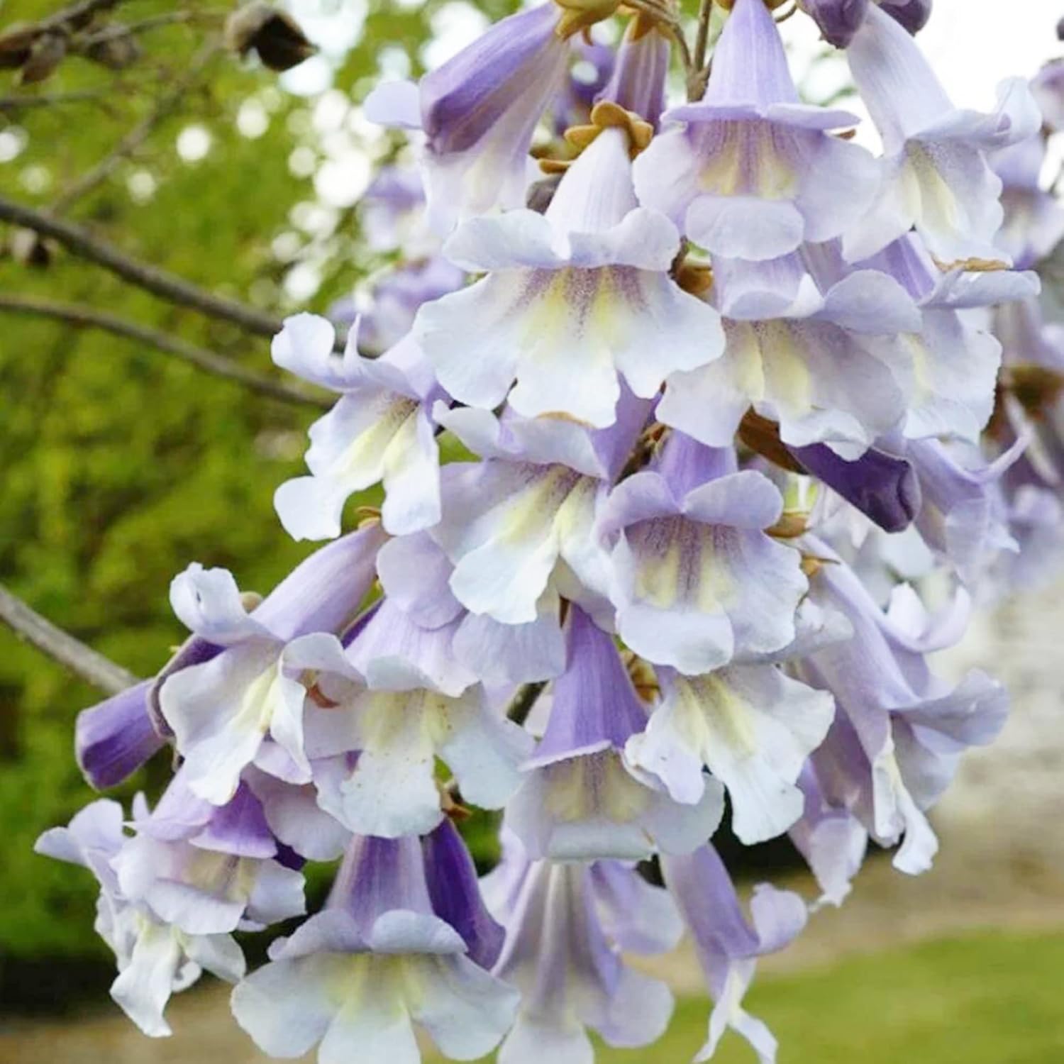 Paulownia Fortunei Seeds Empress Tree Royal Fast Growing Deciduous Fragrant Attract Pollinators