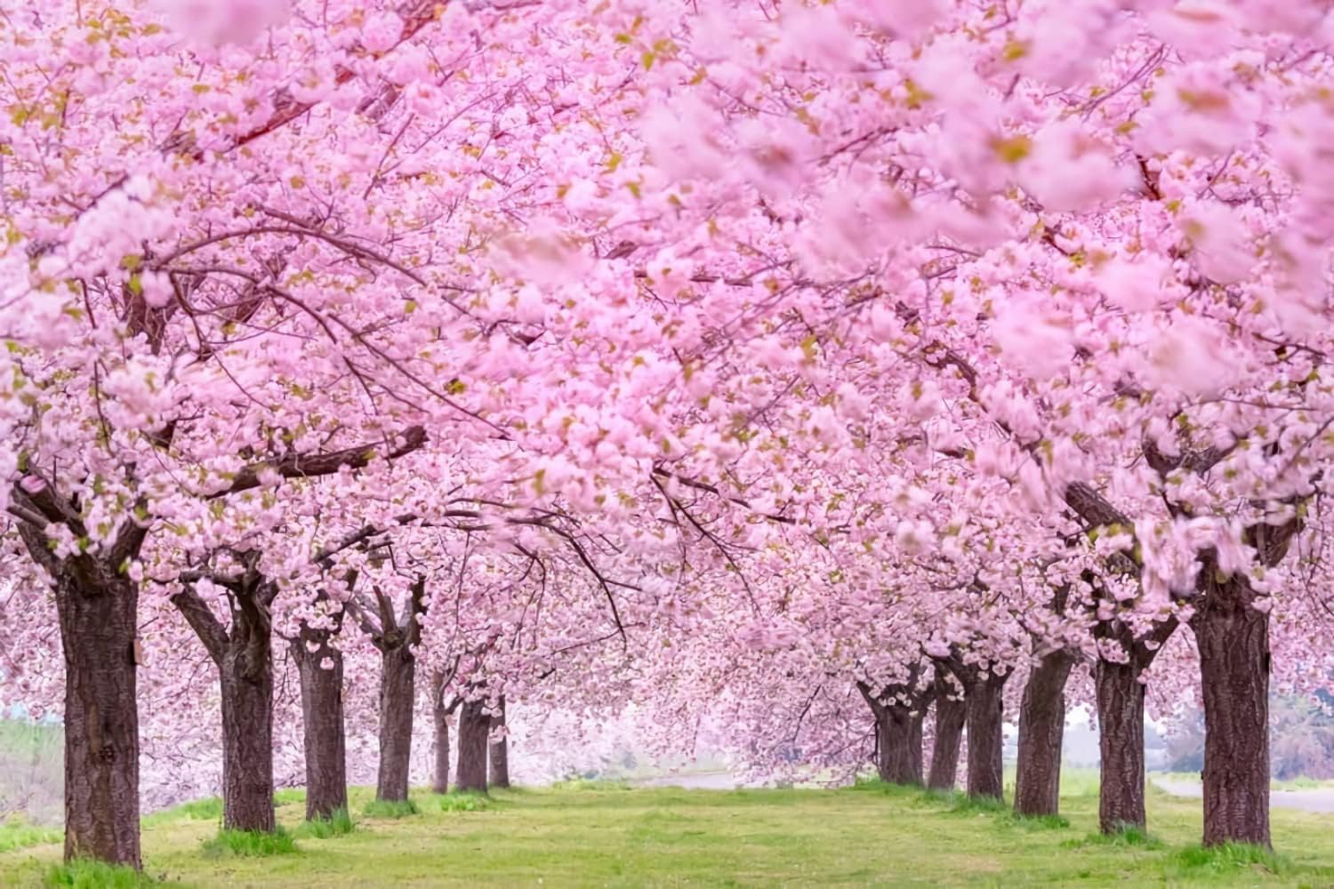 Weeping Sakura Seeds Plant Cherry Blossom For Growing In The Garden Or Home Vegetable Best Selling