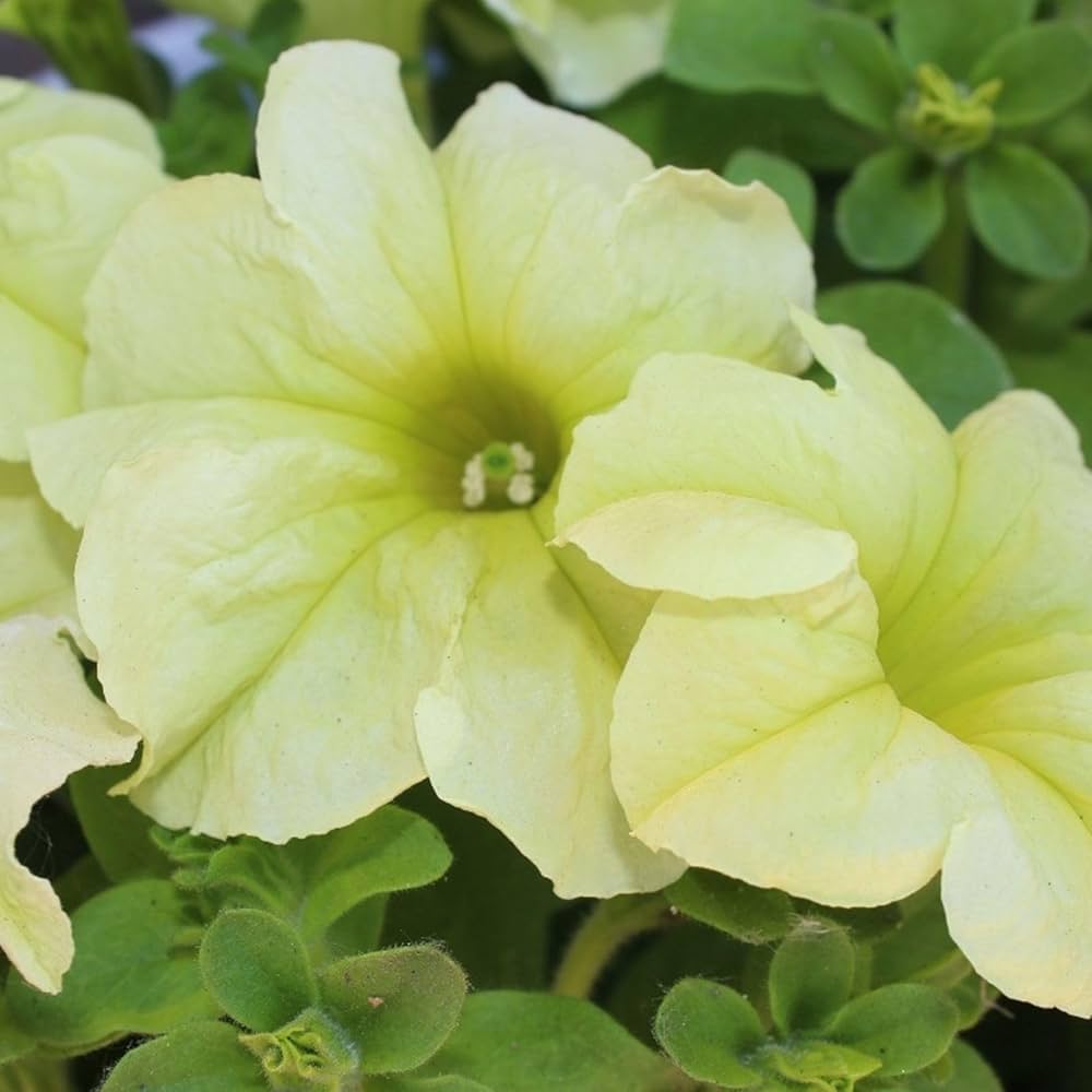 Blue Lime Green Petunia Flower seeds for Planting - Low Maintenance, Heirloom & GMO Free Seeds for Home Garden