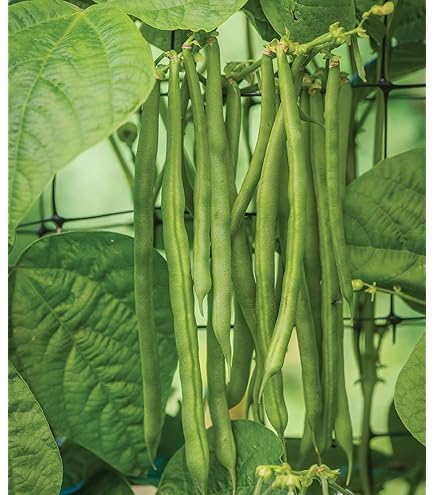 Mogettes Bean Seeds for Planting