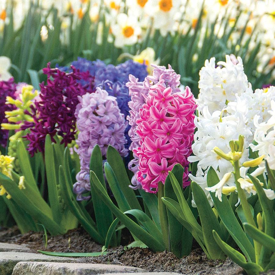 Hyacinth Flower seeds blooming in flower beds, containers, borders, and pollinator-friendly gardens