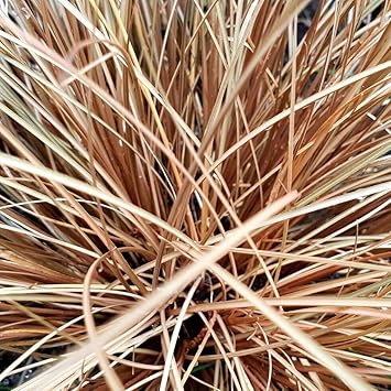 Carex Comans Flower seeds for Planting - Easy to Grow, Heirloom & GMO Free Seeds for Home Garden
Sale for planting in home garden