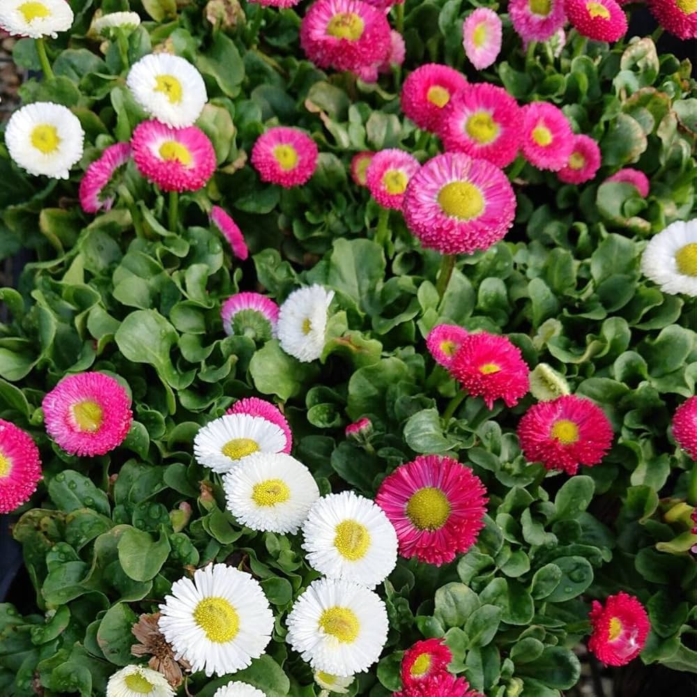 Rose Daisy Bellis perennis Seeds for Planting flower bed home garden