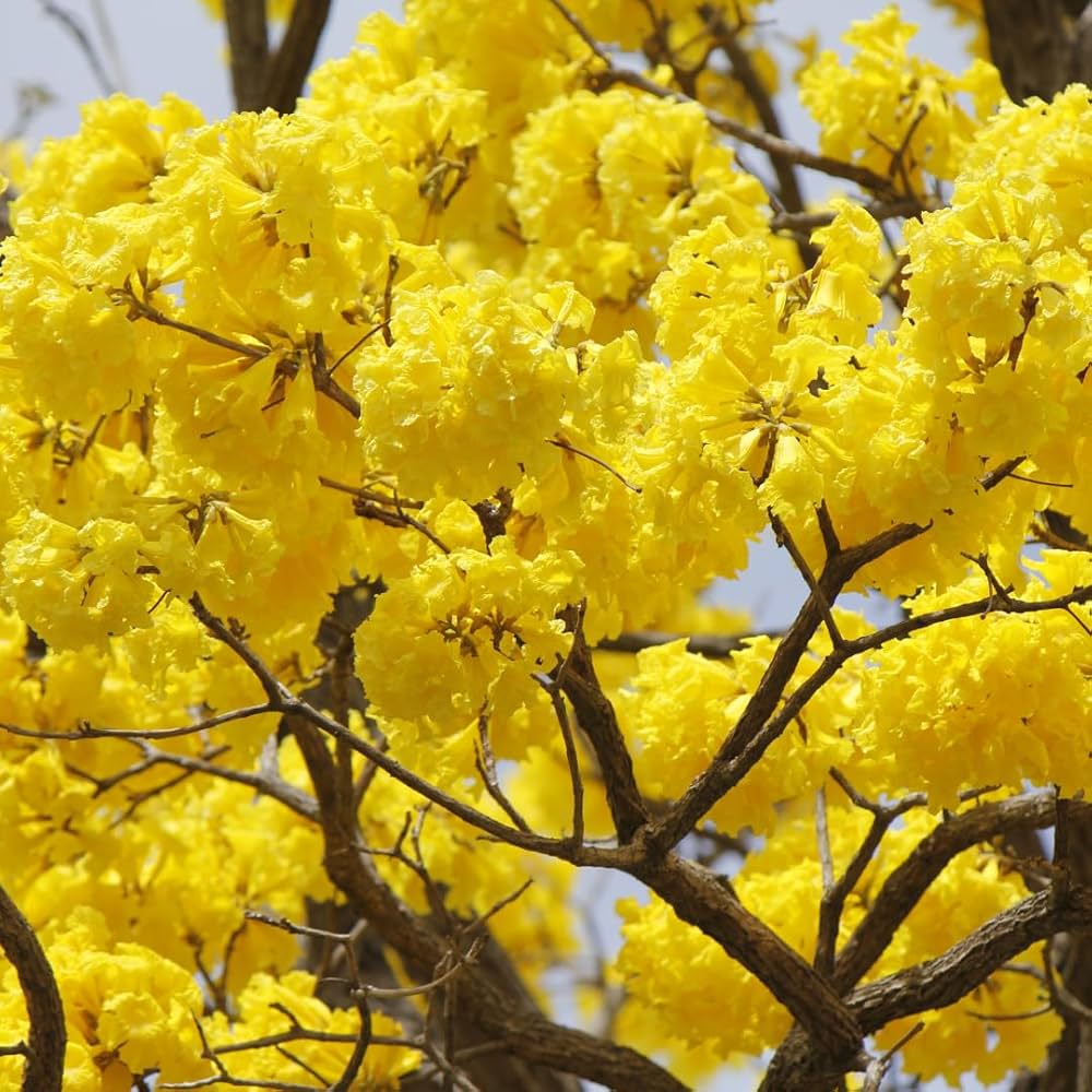 Tabebuia Chrysantha Yellow Flower Seeds – Trumpet Tree Blooms