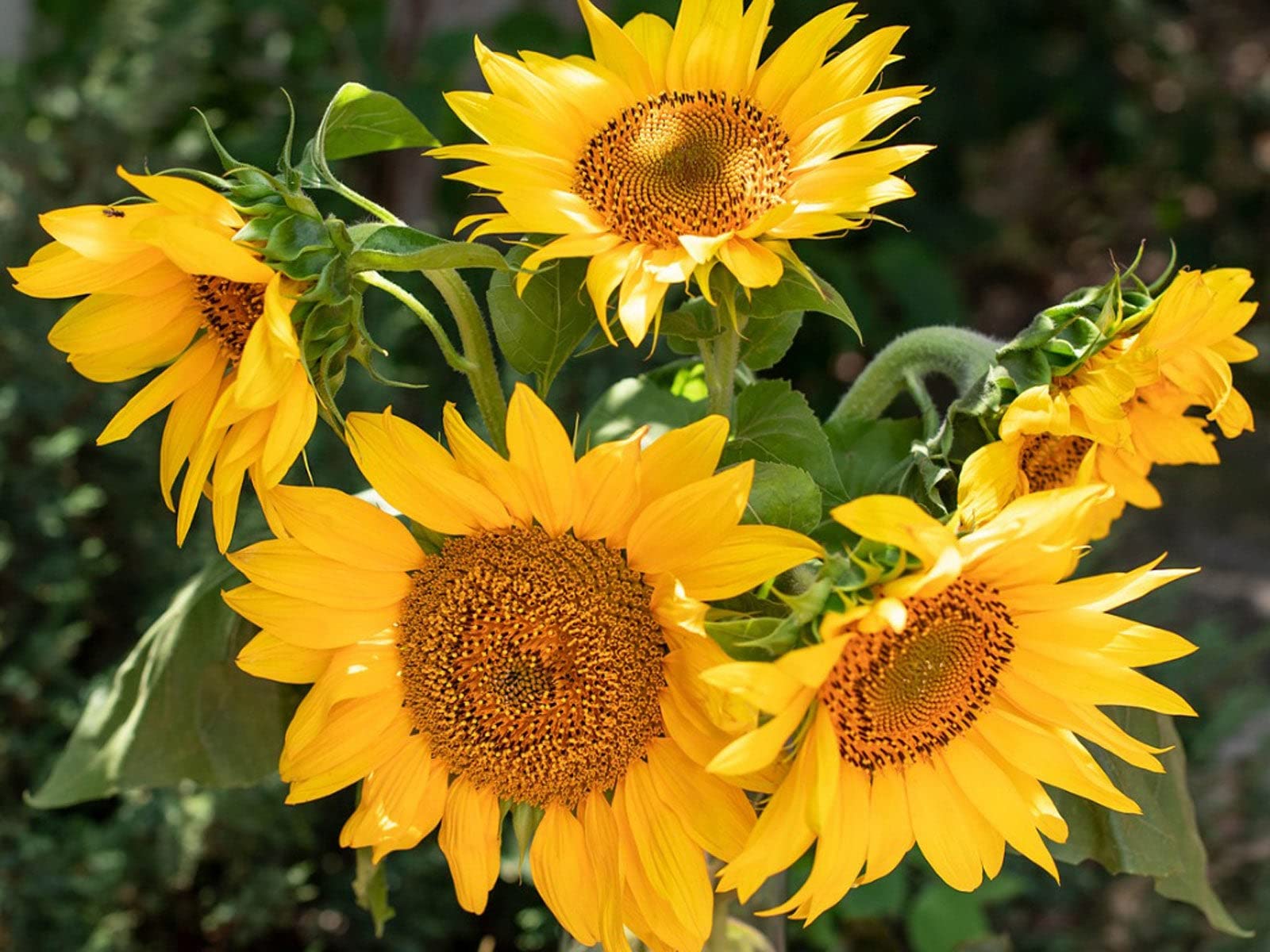 Mixed Sunflower Seeds Helianthus annuus for Planting in Flower Bed