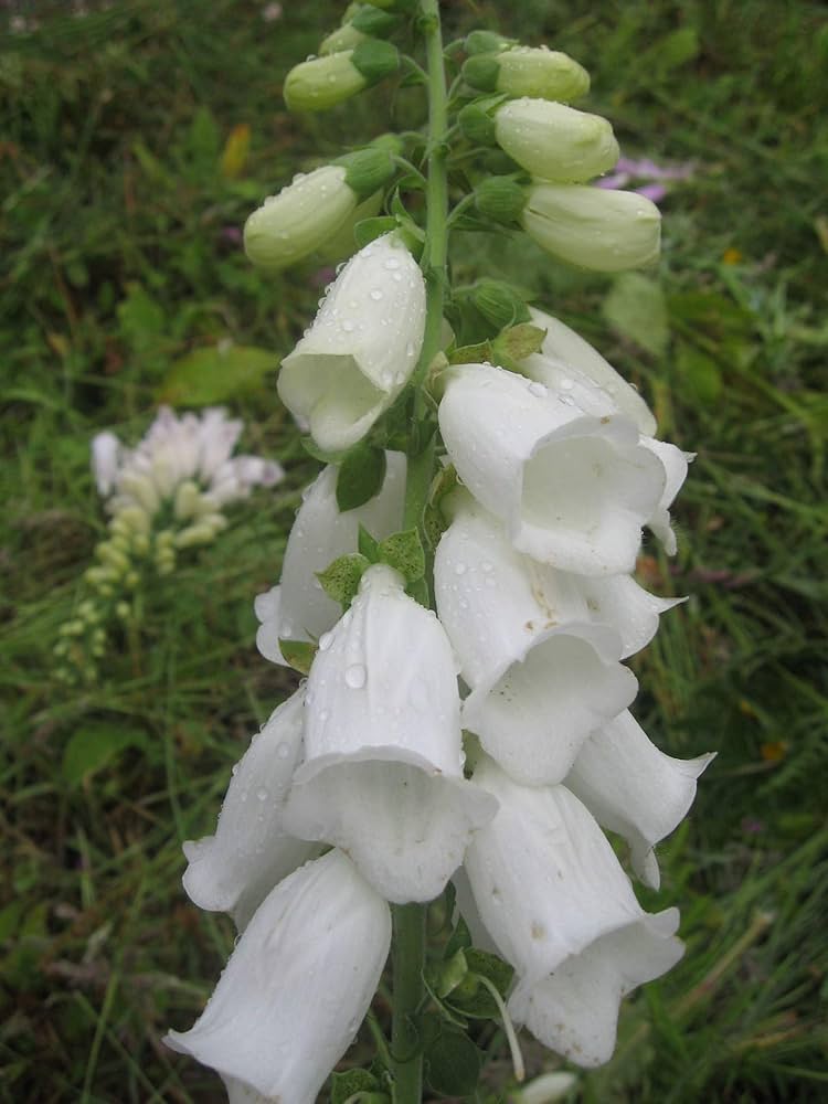 Digitalis Pure White Foxglove Seeds for Elegant White Flowers