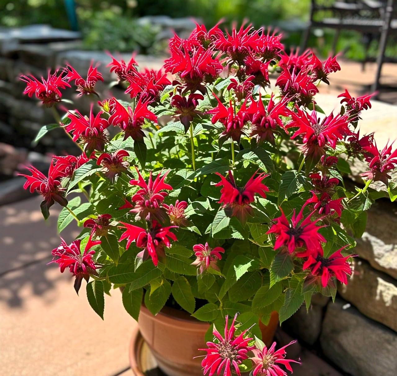 Bee Balm Seeds for Planting Monarda Didyma pollinator garden flower bed