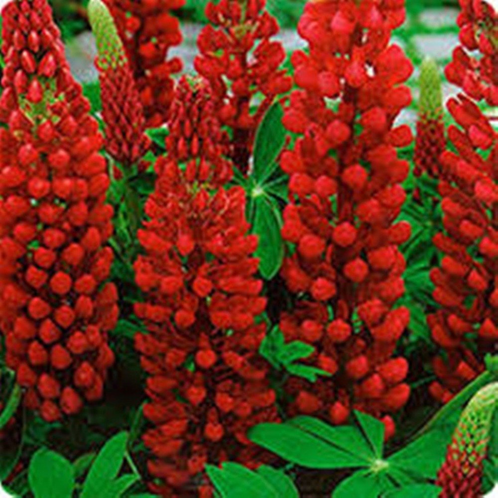 Planting Red Lupine Seeds Vibrant Flower Seeds