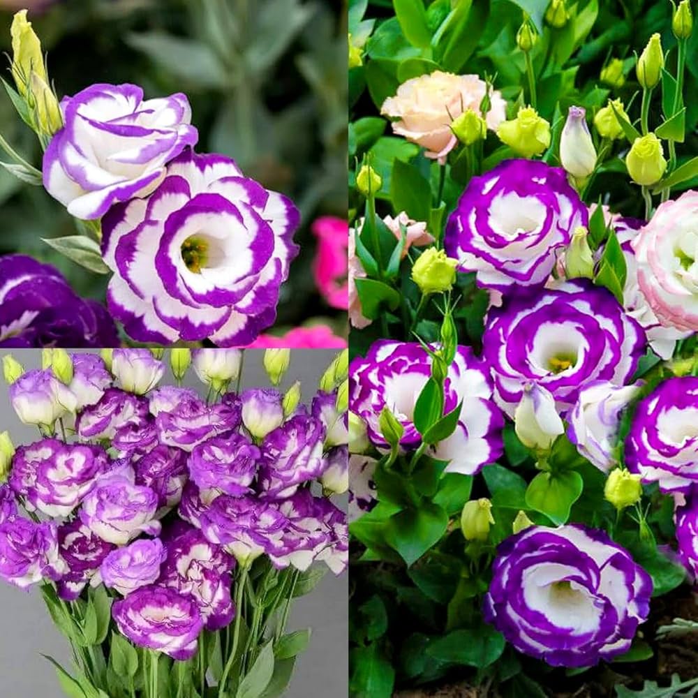 Mixed Lisianthus Sapphire Flower seeds for Planting - Seasonal Bloomer, Heirloom & GMO Free Seeds for Home Garden