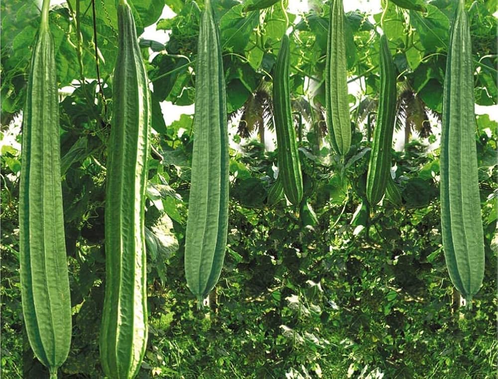 Acutangula Seeds for Planting - Grow Fresh Vegetables