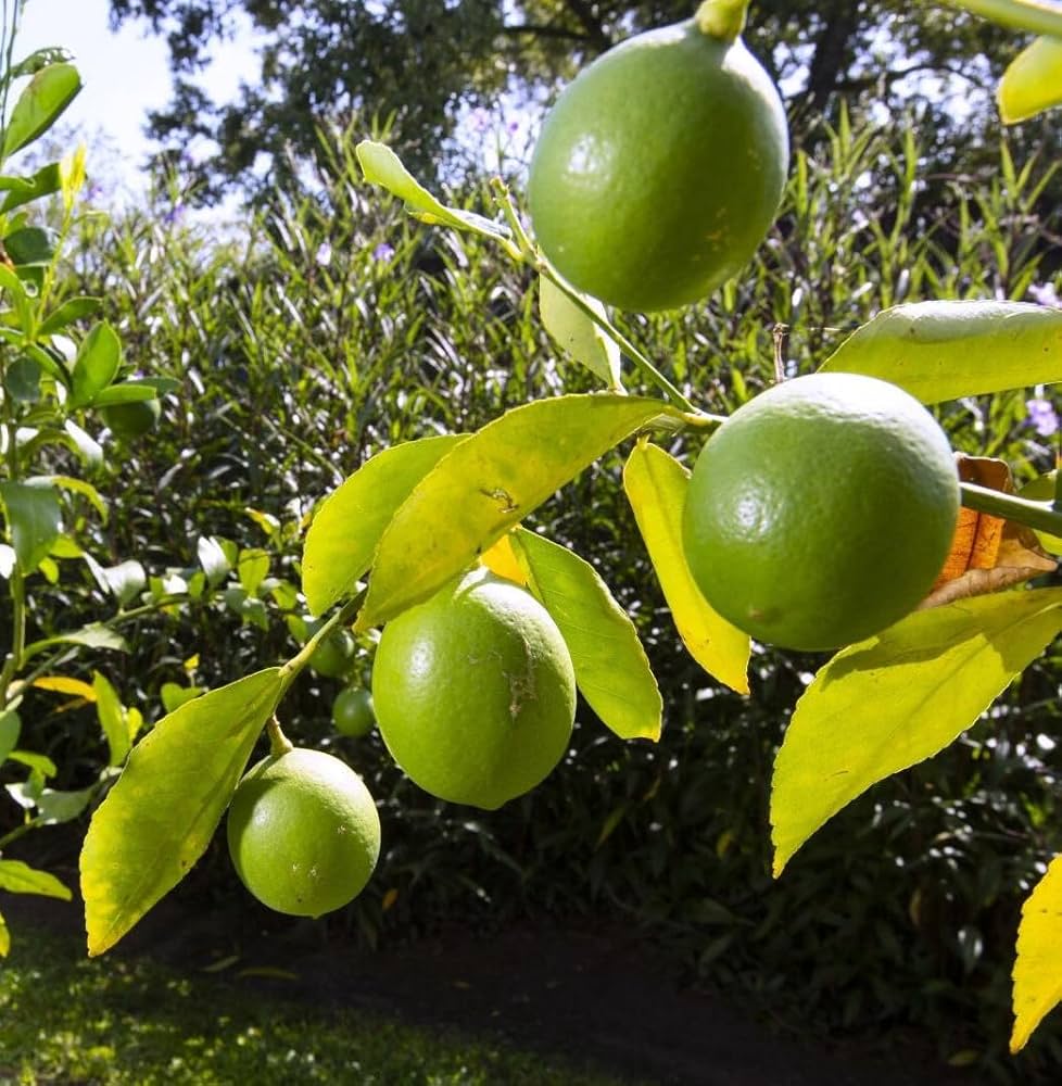Lime Dwarf Tree Seeds for Planting Citrus aurantiifolia for home gardens and ornamental landscapes