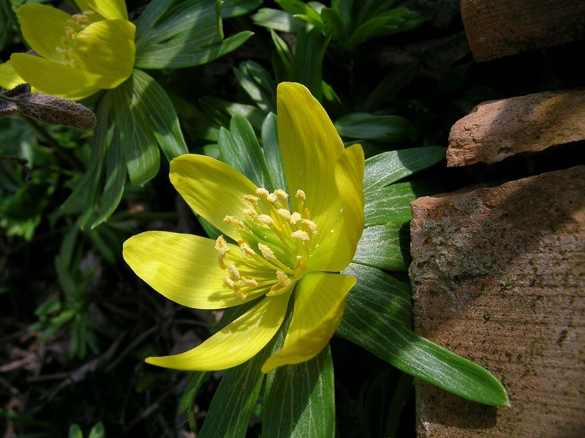 Hyemalis Flower seeds for Planting - Seasonal Bloomer, Heirloom & GMO Free Seeds for Home Garden
Sale for planting in home garden.
