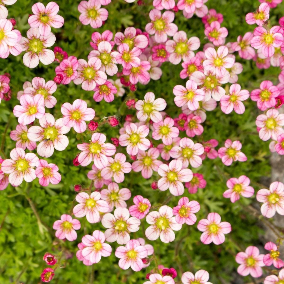 Light Pink Saxifraga Flower seeds blooming in flower beds, containers, borders, and pollinator-friendly gardens