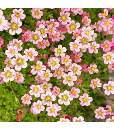 Saxifraga Moss Flower seeds for Planting - Perfect for Borders, Heirloom & GMO Free Seeds for Home Garden