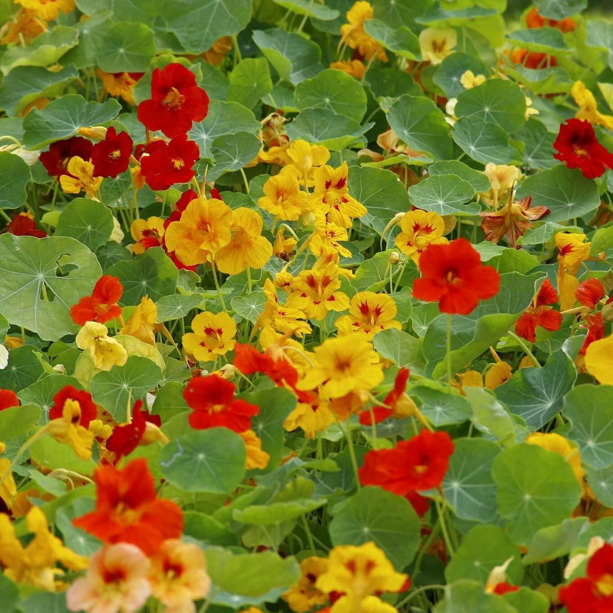 Capuchina Flower seeds for Planting - Perfect for Borders, Heirloom & GMO Free Seeds for Home Garden
Sale for planting in home garden.