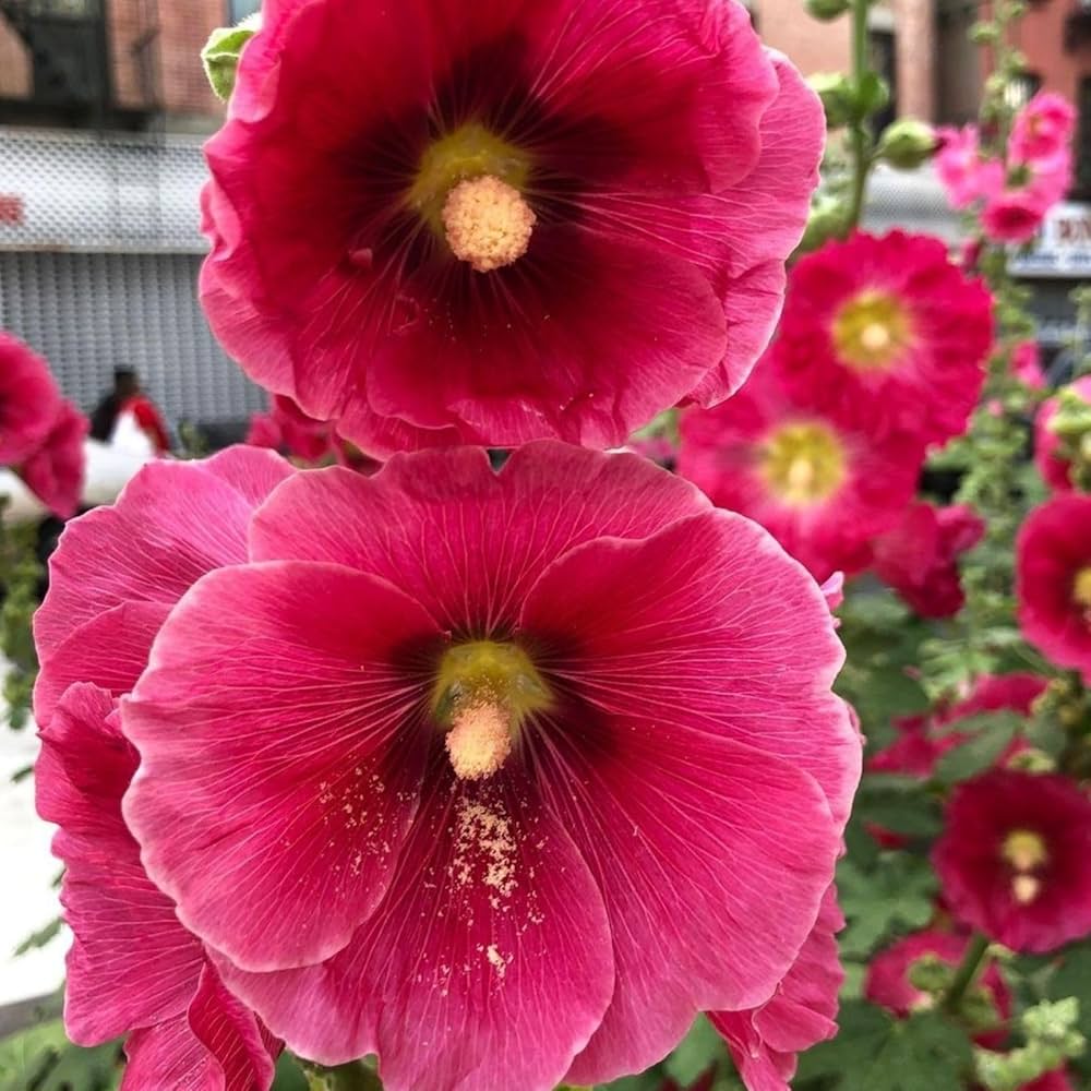 Evergrow Seeds Hollyhock flower seeds in cream color, Alcea rosea variety, 20-pack for planting and garden beautification.