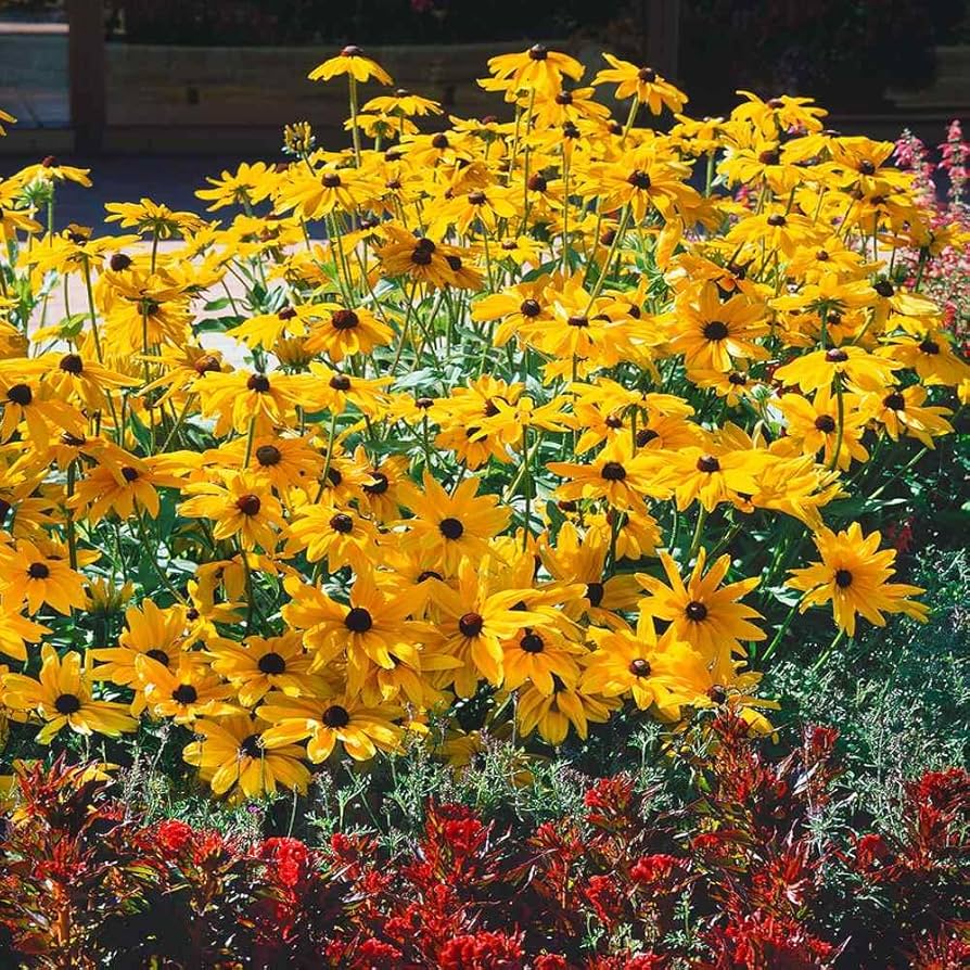 Gloriosa Daisy Rudbeckia hirta for planting in flower bed