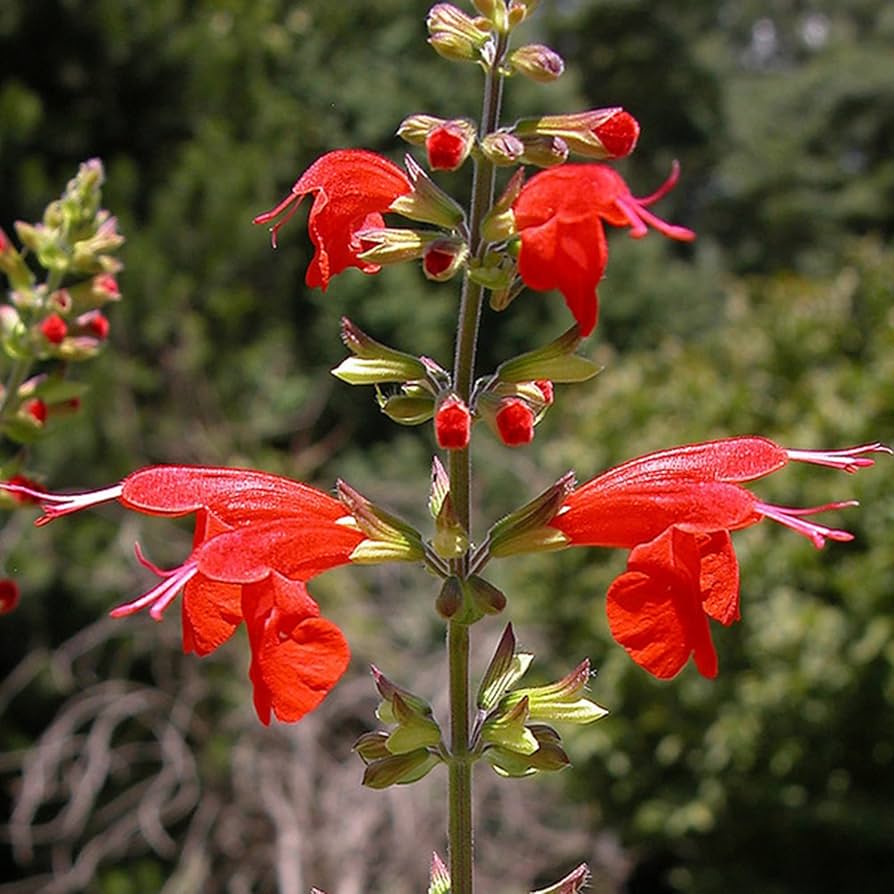 Lady in Red Salvia Seeds – Hummingbird Magnet Perennial Flower