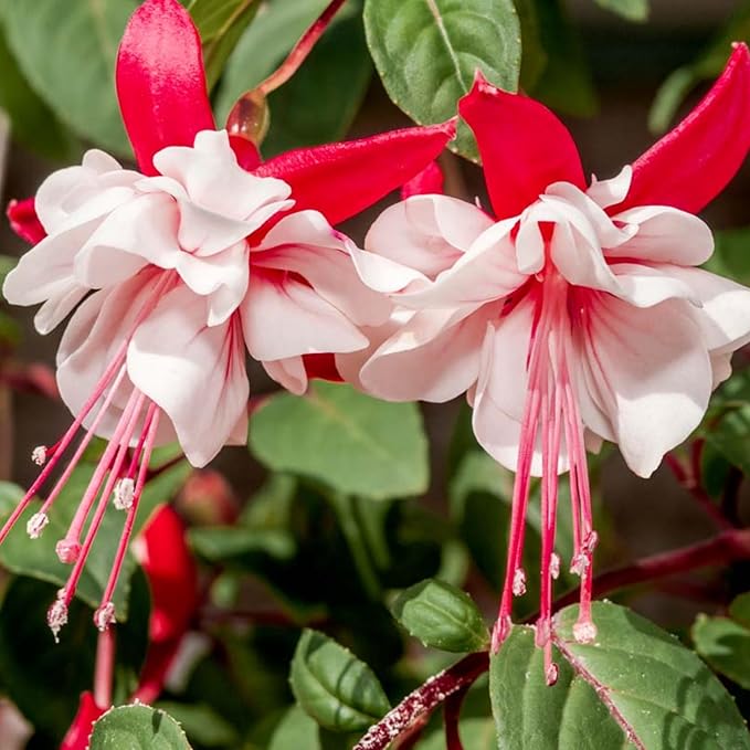 Fuchsia Flower Fuchsia spp. Seeds for Planting in Flower Bed & Garden